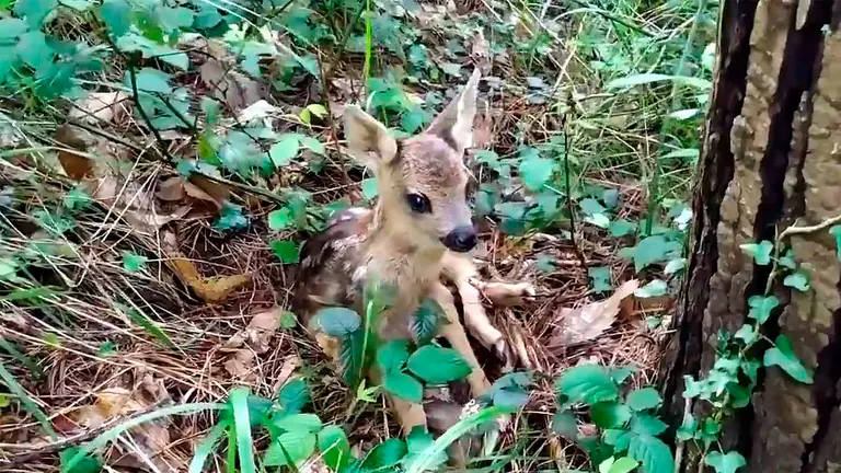 Encuentra una cr&iacute;a de corzo mientras paseaba por el bosque en Ezcurra. GUARDER&Iacute;O DE MEDIO AMBIENTE