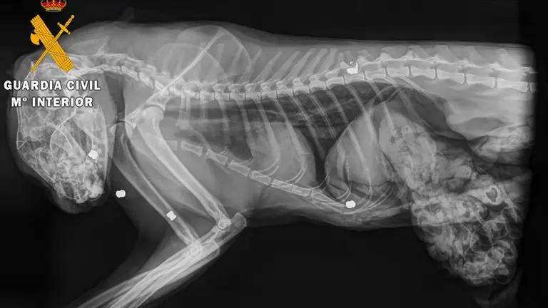 Imagen de la radiograf&iacute;a del gato muerto en el que se pueden apreciar los perdigonazos. GUARDIA CIVIL