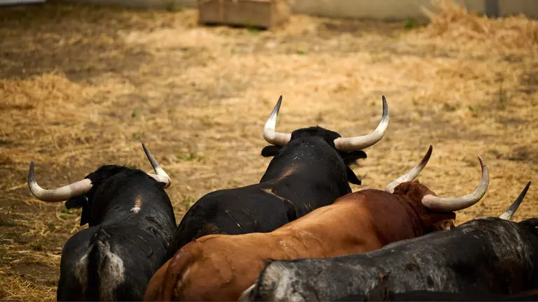 Toros de la ganader&iacute;a de Cebada Gago (9 de julio) en los corrales del Gas de Pamplona. PABLO LASAOSA