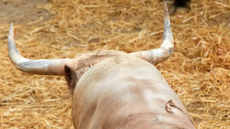 Toros de la ganader&iacute;a de Fuente Ymbro (10 de julio) en los corrales del Gas de Pamplona. I&Ntilde;IGO ALZUGARAY