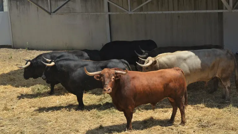 Toros de N&uacute;&ntilde;ez del Cuvillo para el encierro y la corrida del 11 de julio en San Ferm&iacute;n 2023. CEDIDA