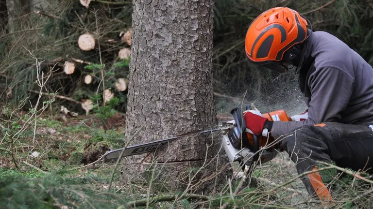 Imagen de archivo de un hombre talando un &aacute;rbol. ARCHIVO