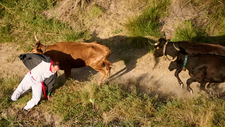 Cuarto encierro del Pil&oacute;n durante las fiestas de Falces 2023. PABLO LASAOSA