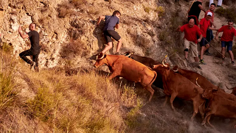 Quinto encierro del Pil&oacute;n de Falces 2023. IRANZU LARRASOA&Ntilde;A