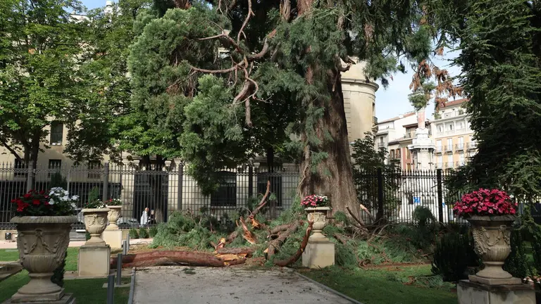 Se desprende una rama de la sequoia del Palacio de Navarra. GOBIERNO DE NAVARRA