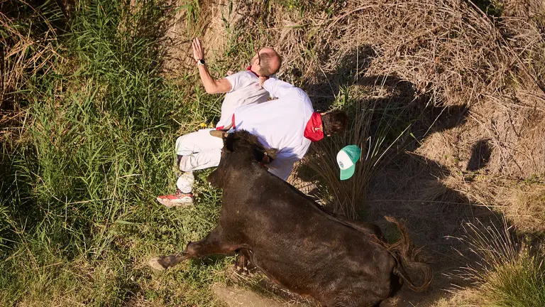 Octavo encierro del Pil&oacute;n de las fiestas de Falces 2023 con vacas de Teodoro. PABLO LASAOSA