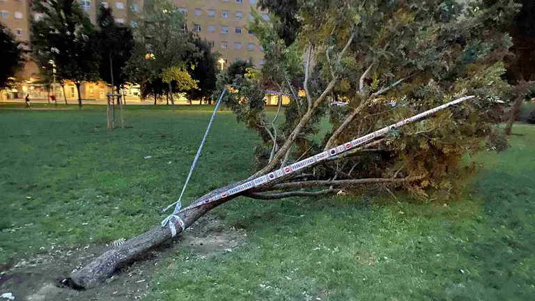 &Aacute;rbol ca&iacute;do en el Paseo de los Enamorados, en el pamplon&eacute;s barrio de la Rochapea. POLIC&Iacute;A MUNICIPAL DE PAMPLONA