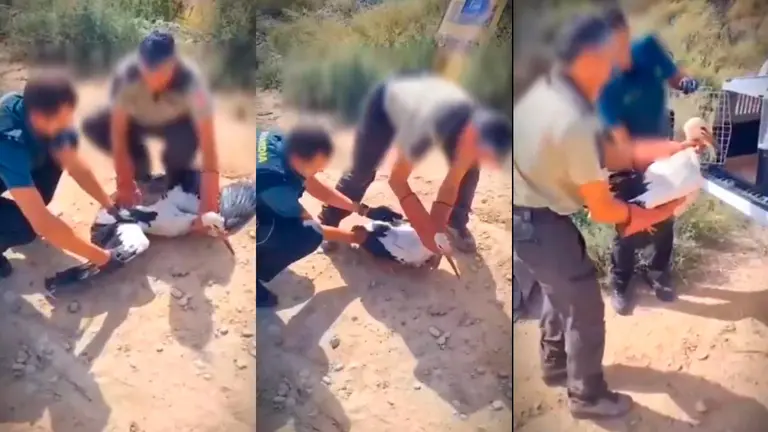 Momentos del rescate de la cig&uuml;e&ntilde;a blanca en Marcilla. CEDIDA