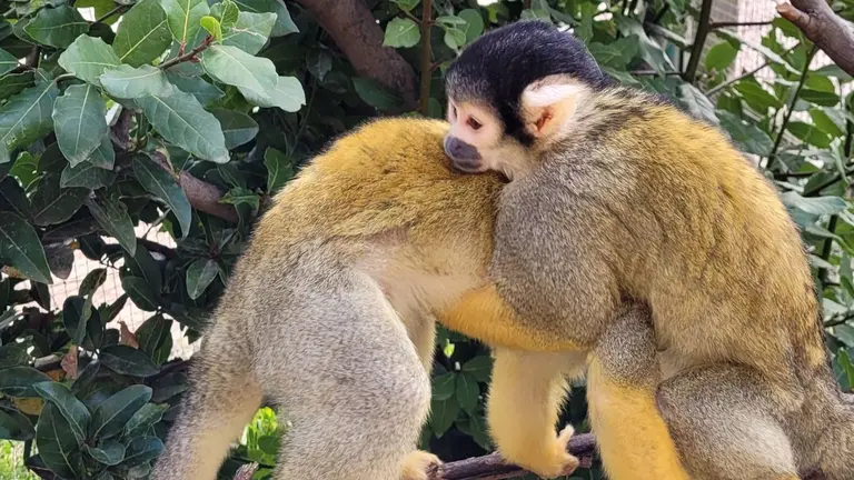 Imagen del mono ardilla boliviano o Saimiri boliviensis boliviensis - SENDAVIVA