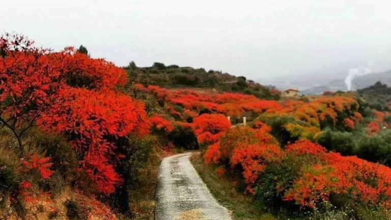 Zumaques te&ntilde;idos de rojo en la zona de Tierra Estella. TURISMO DE NAVARRA / GOBIERNO DENAVARRA