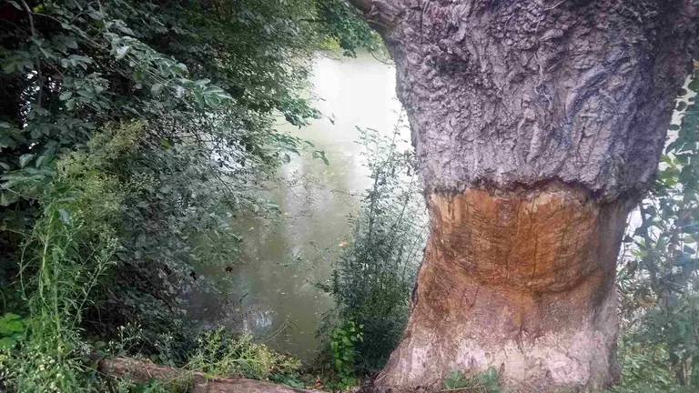 Da&ntilde;os en la corteza de un &aacute;rbol producidos por castores. AYUNTAMIENTO DE ESTELLA