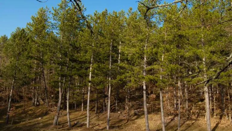 Ejemplares de Pino como el que se est&aacute;n plantando en Leoz. MINISTERIO DE AGRICULTURA