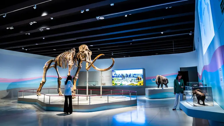 Exposici&oacute;n Mamut. El gigante de la Edad de Hielo, en CaixaForum Madrid. CEDIDA