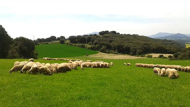 Ovejas pastando en Lezaun. QUESERÍA ALDAIA