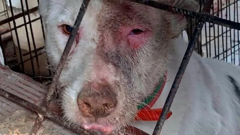 Uno de los perros afectado con la enfermedad de Aujeszky. CEDIDA