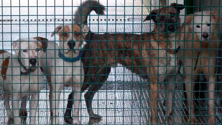 Perros que buscan familia en Pamplona. CEDIDA