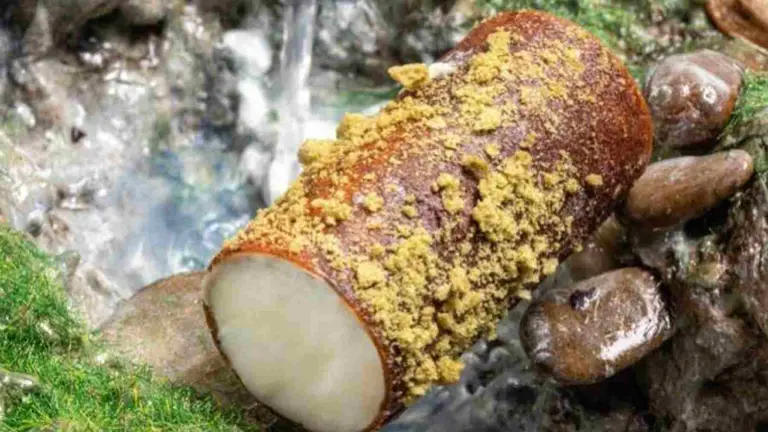 Trucha o Tronko, del Akari Gastroteca, que representar&aacute; a Navarra en el Concurso Oficial de Tapas. AKARI