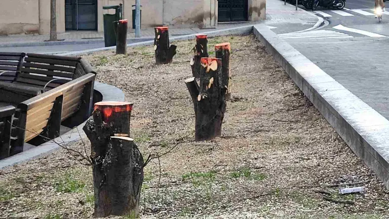 &Aacute;rboles talados en la Plaza del V&iacute;nculo de Pamplona. NAVARRA.COM
