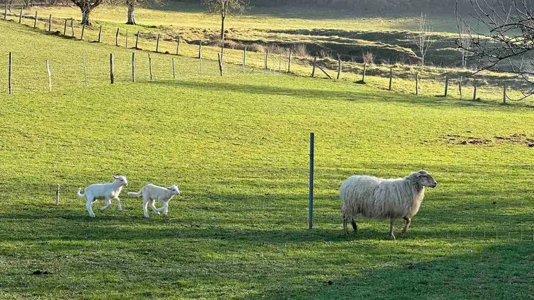 Unos corderos y una oveja en M&uacute;squiz. IRANZU LARRASOA&Ntilde;A