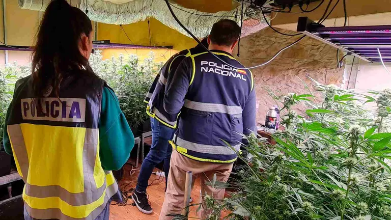 Tres agentes de Polic&iacute;a nacional inspeccionan una de las plantaciones encontradas de marihuana en Navarra. POLIC&Iacute;A NACIONAL