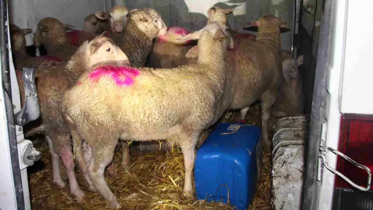 La Guardia Civil desmantela un grupo dedicado al robo de ganado en varias zonas de Navarra. GUARDIA CIVIL DE NAVARRA