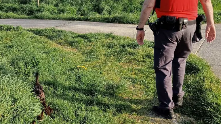 Un agente de la Policía Foral escolta a una familia de patos para que no sea atropellada en la Ronda de Pamplona. POLICÍA FORAL