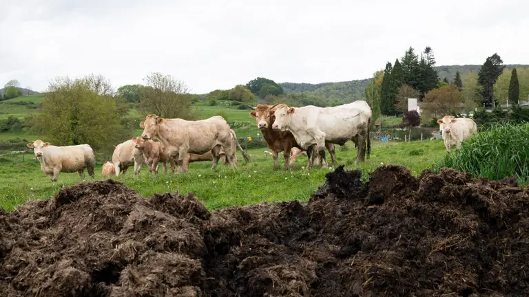 Vacas de la IGP Ternera de Navarra. GOBIERNO DE NAVARRA