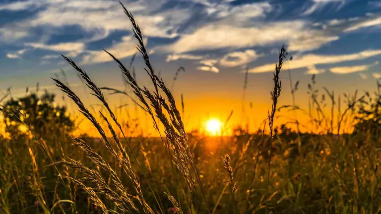 Amanecer despejado en un campo de trigo. PIXABAI