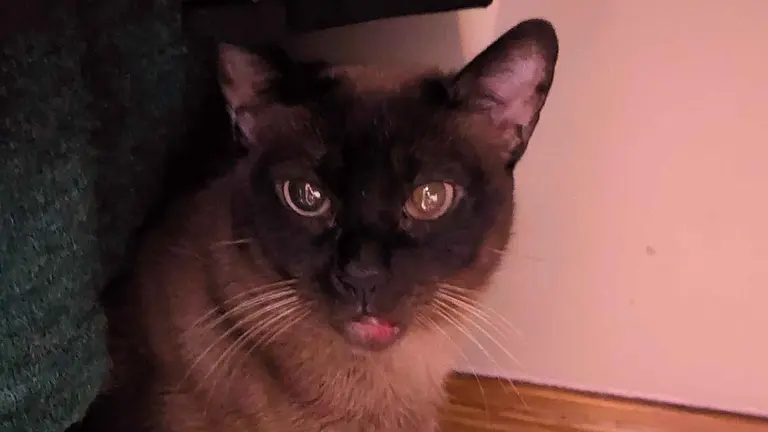 Un gato apaleado fue recogido por una vecina. ASOCIACI&Oacute;N KATU KALEKO