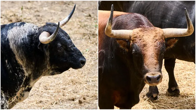Los toros Cantador de Fuente Ymbro y