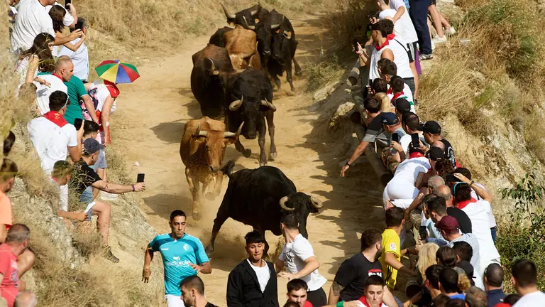 Segundo encierro del Pilón de Falces 2024 con la ganaderia Teodoro Vergara de Falces. IÑIGO ALZUGARAY
