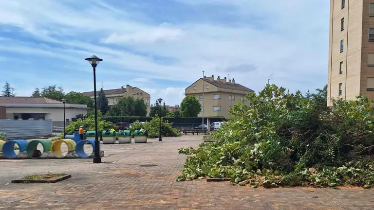 Los plataneros de Villava en el suelo una vez perpetrado el arboricidio. CEDIDA