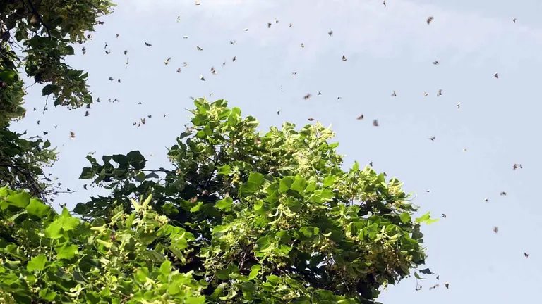 Miles de polillas revoloteando sobre un &aacute;rbol. EFE / J.C. CARDENAS.