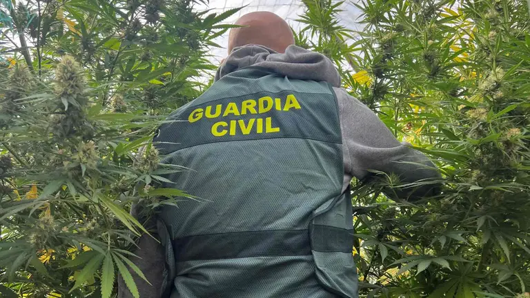 Un agente del equipo ROCA de la Guardia Civil se adentra en una de las plantaciones de marihuana encontrada en unos invernaderos en Navarra. GUARDIA CIVIL