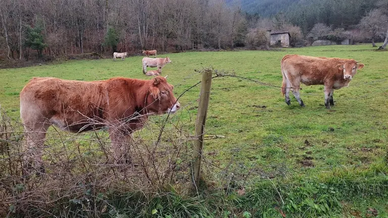 Imagen de archivo de varias vacas en un prado. EUROPA PRESS