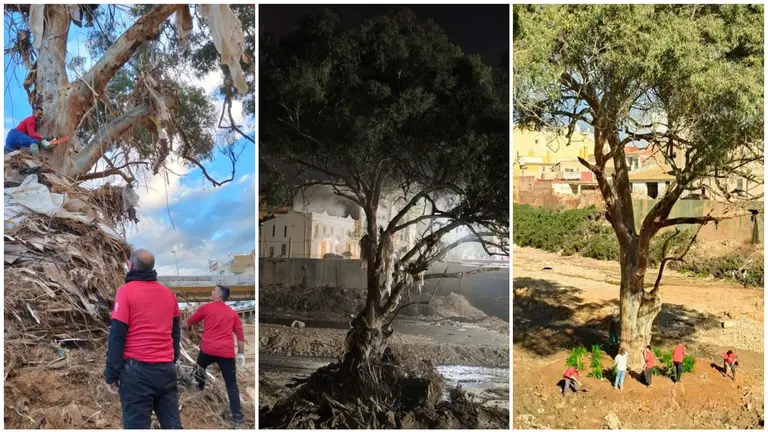 Imagen del eucalipto que se ha convertido en símbolo de la resistencia en Paiporta. AVAPACE