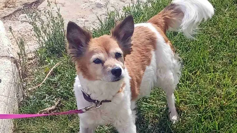 Fif&iacute;, la perrita abandonada, ha quedado bajo la custodia del Ayuntamiento de Murillo el Cuende. GUARDIA CIVIL