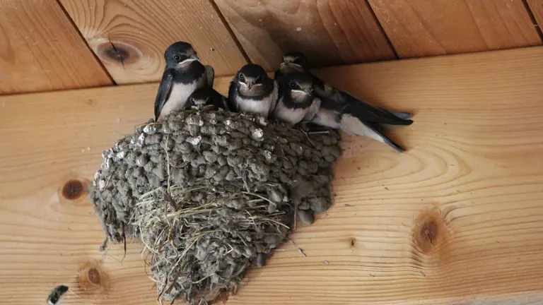 Gurelur denuncia la destrucci&oacute;n de nidos de golondrina. Pixabay