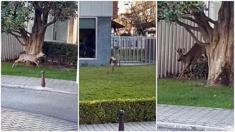 EL corzo se pase&oacute; por la entrada principal del edificio de la Cl&iacute;nica Universidad de Navarra.
