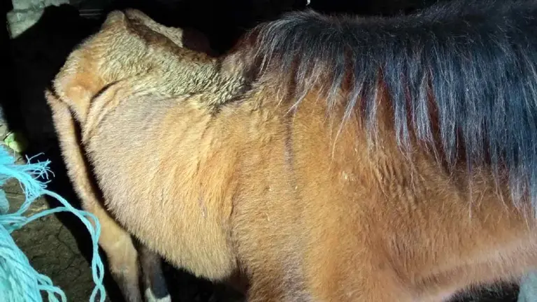 El caballo estaba escu&aacute;lido y totalmente desnutrido. POLIC&Iacute;A FORAL