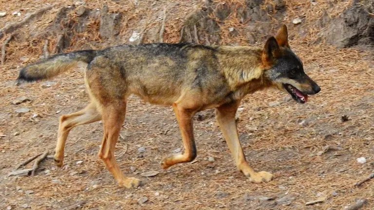 Imagen de archivo de un lobo ibérico. EUROPA PRESS / CSIC / ARCHIVO