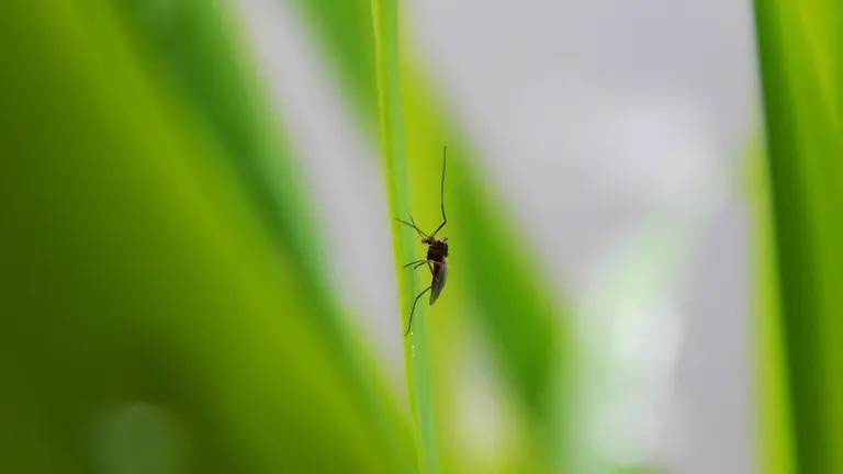 Imagen de archivo de un mosquito.