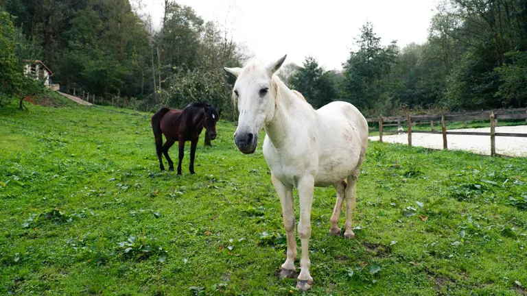 Experiencia regenerativa con caballos en el valle de Araitz. Huellapositiva.perurena.com