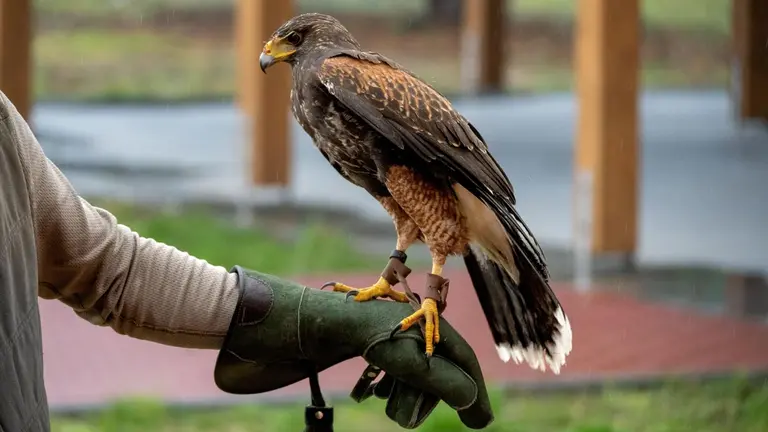 Imagen de archivo de un espectáculo de cetrería. ARCHIVO