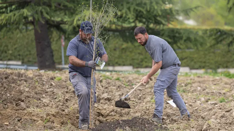 Empleados del servicio de Jardiner&iacute;a de la Universidad de Navarra plantando uno de los robles que crecer&aacute; en el entorno m&aacute;s pr&oacute;ximo al polideportivo. UNIVERSIDAD DE NAVARRA