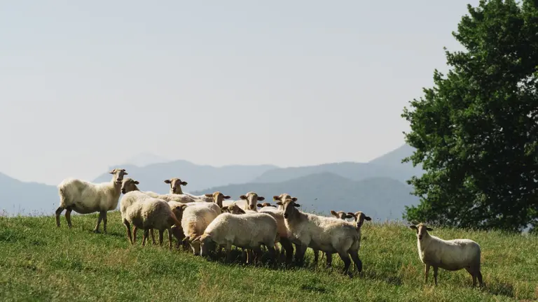 Una cita con sabor, tradici&oacute;n y premios para toda la familia este domingo en el Valle de Ultzama. CEDIDA