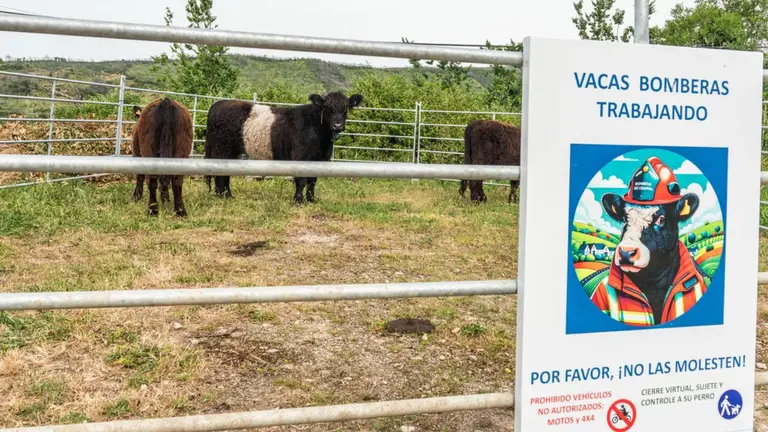 Las 'vacas bomberas' en Legarda. CEDIDA