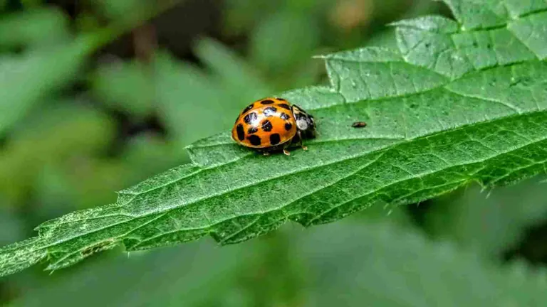 El Ayuntamiento de Pamplona ha soltado mariquitas y &lsquo;moscas de las flores&rsquo; en &aacute;rboles para luchar contra el pulg&oacute;n. UNSPLASH