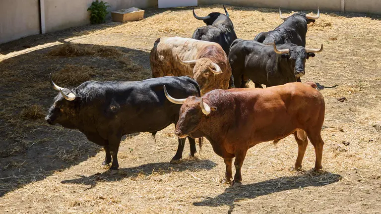 Toros de la ganader&iacute;a de Victoriano del R&iacute;o (encierro del 10 de julio) en los Corrales del Gas preparados para San Ferm&iacute;n 2025. I&Ntilde;IGO ALZUGARAY