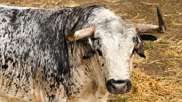 El toro 'Lioso' (nº 24) de la ganadería de Cebada Gago (8 de julio), cárdeno claro, y de 580 kilos de peso, en los Corrales del Gas de Pamplona para San Fermín 2025. IÑIGO ALZUGARAY